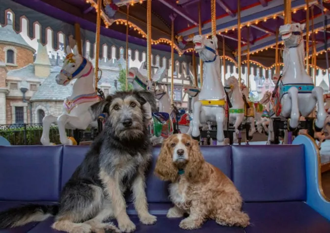 Lady and the Tramp Disney+ Canine Stars Playdate in Disneyland!