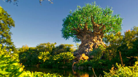 Disney’s Animal Kingdom Closing Early on Select Nights in April