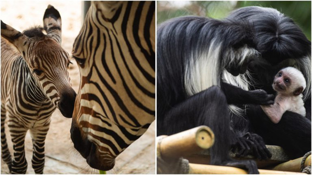 New Babies at Disney's Animal Kingdom!