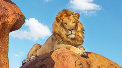 Animal Kingdom: See the Lion Roar on Kilimanjaro Safari!