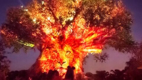 Animal Kingdom After Hours Event Sold Out