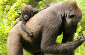 Watch this wild interaction between gorillas and a snake at Animal Kingdom