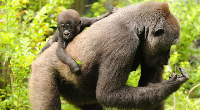 Watch this wild interaction between gorillas and a snake at Animal Kingdom