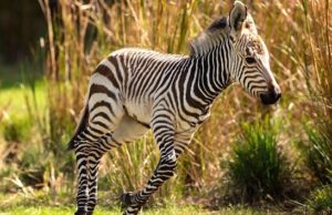 New Baby Animals Arrive at Animal Kingdom Lodge