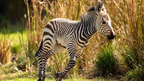 New Baby Animals Arrive at Animal Kingdom Lodge