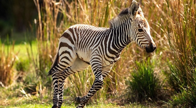 New Baby Animals Arrive at Animal Kingdom Lodge