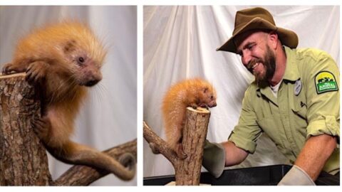 Baby Porcupine Born at Disney’s Animal Kingdom!