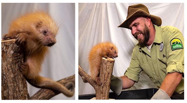 Baby Porcupine Born at Disney's Animal Kingdom!