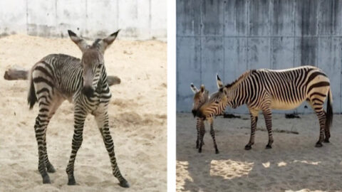 Cuteness Alert: Animal Kingdom Welcomes Baby Zebra