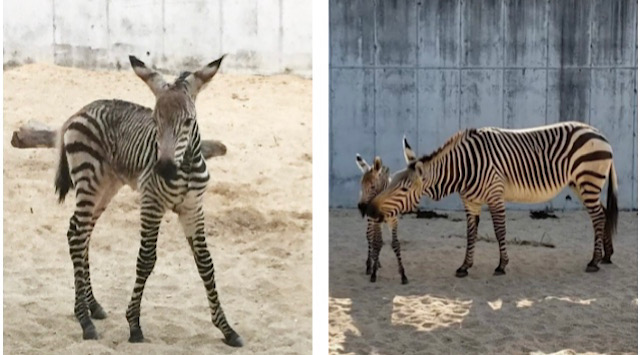 Cuteness Alert: Animal Kingdom Welcomes Baby Zebra