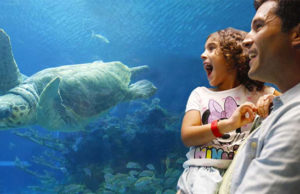 Finding Dory's Friends: A New Scavenger Hunt Coming to Epcot!