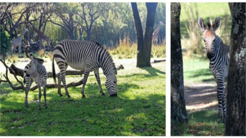 Animal Kingdom’s Baby Zebra is Introduced to the Savanna and Has a Name!