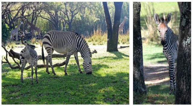 Animal Kingdom's Baby Zebra is Introduced to the Savanna and Has a Name!