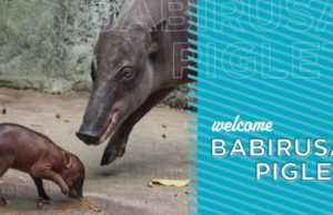 Disney Welcomes a New Baby Babirusa at Animal Kingdom