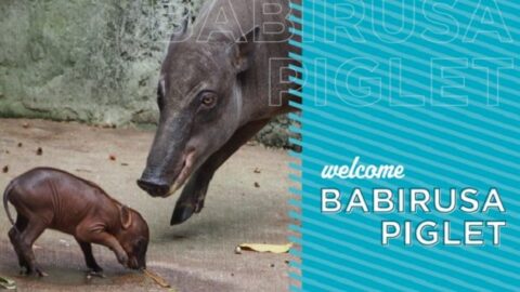 Disney Welcomes a New Baby Babirusa at Animal Kingdom