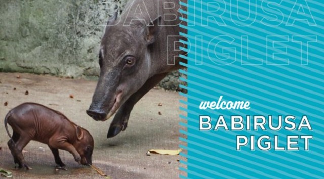 Disney Welcomes a New Baby Babirusa at Animal Kingdom