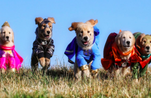 Watch Disney Dog Movies and Get Paid $1,000