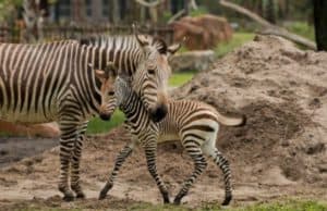 New Zebra Foal at Disney's Animal Kingdom Lodge