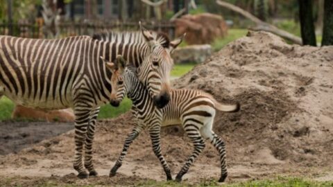 New Zebra Foal at Disney’s Animal Kingdom Lodge
