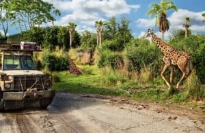Social Distancing on Kilimanjaro Safaris: What to Expect (and where not to sit!)
