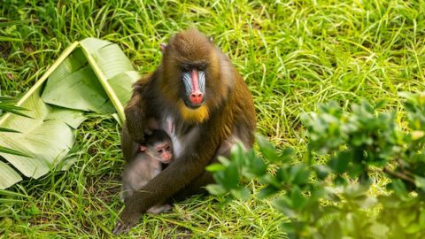 Cuteness Overload: Baby Mandrill Born at Disney’s Animal Kingdom!