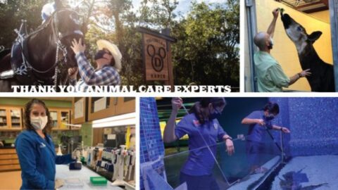 Walt Disney World Celebrates Animal Care Experts and New Series Coming to Disney+