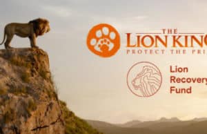 World Lion Day update on the Lion Recovery Fund