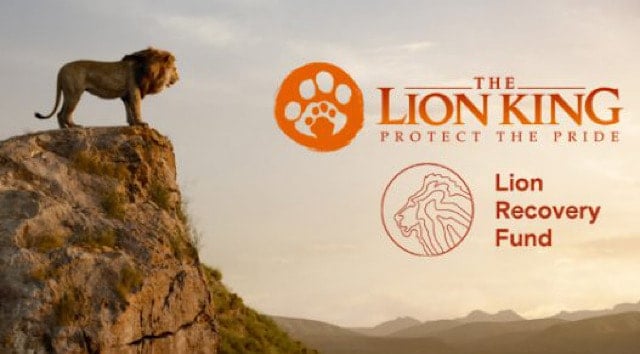 World Lion Day update on the Lion Recovery Fund