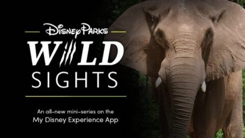 New Way to Explore “Disney Parks Wild Sights” from Home
