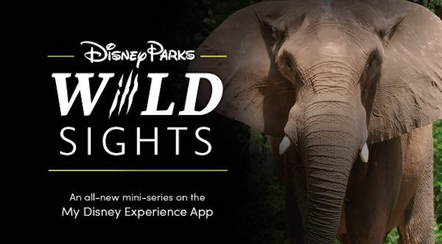 New Way to Explore "Disney Parks Wild Sights" from Home