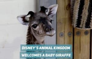 Disney's Animal Kingdom Welcomes New Baby Giraffe