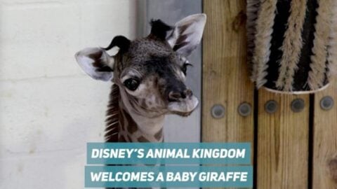 Disney’s Animal Kingdom Welcomes New Baby Giraffe