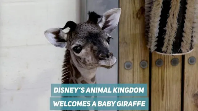 Disney's Animal Kingdom Welcomes New Baby Giraffe