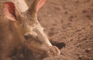 A Brand New Baby Aardvark is Born in Disney