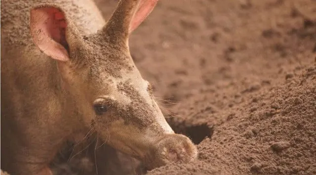 A Brand New Baby Aardvark is Born in Disney