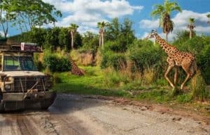 A Brand New Baby Giraffe is Born in Disney World