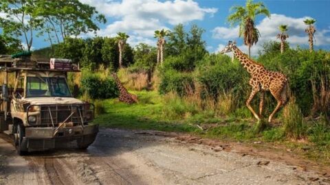 A Brand New Baby Giraffe is Born in Disney World