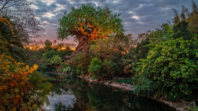 A Brand New Baby Rhino Arrives in Disney World