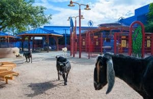 Animal Kingdom's animal petting zone to re-open soon