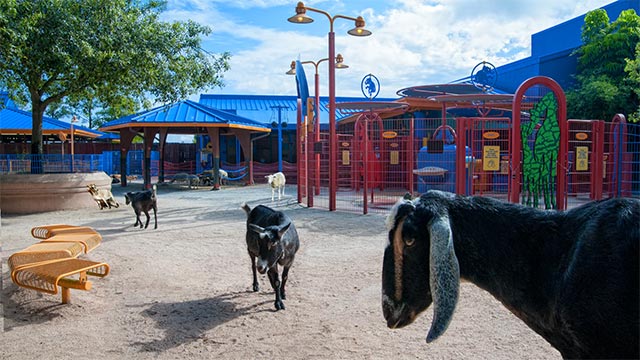 Animal Kingdom's animal petting zone to re-open soon