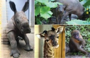 Disney Celebrates the births of 3000 New Baby Animals in 2020