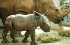 Disney has Dropped a New Baby Rhino Update
