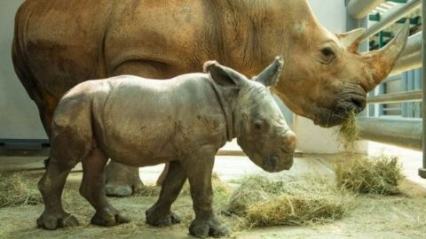 Disney has Dropped a New Baby Rhino Update