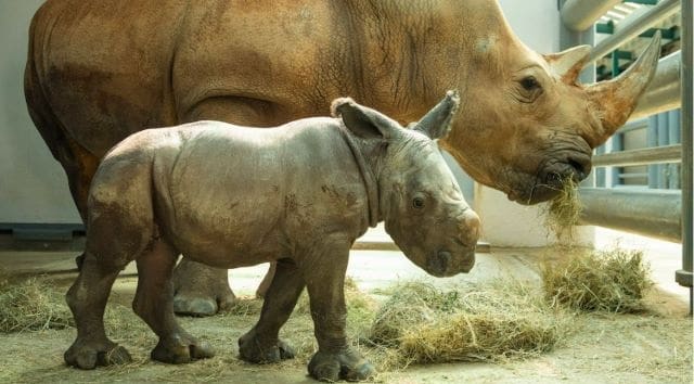 Disney has Dropped a New Baby Rhino Update