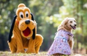Disney Cats and Dogs Fans will Love this New Collection