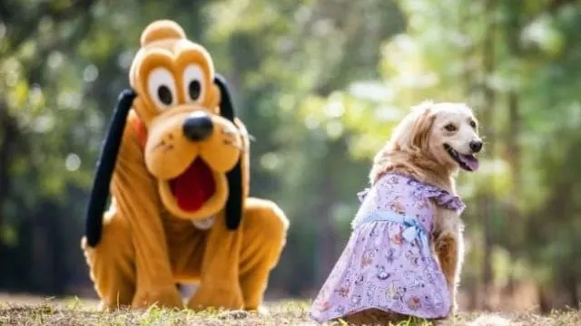 Disney Cats and Dogs Fans will Love this New Collection
