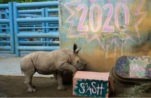 Disney Releases a New Video of the Animals Bidding 2020 Adieu