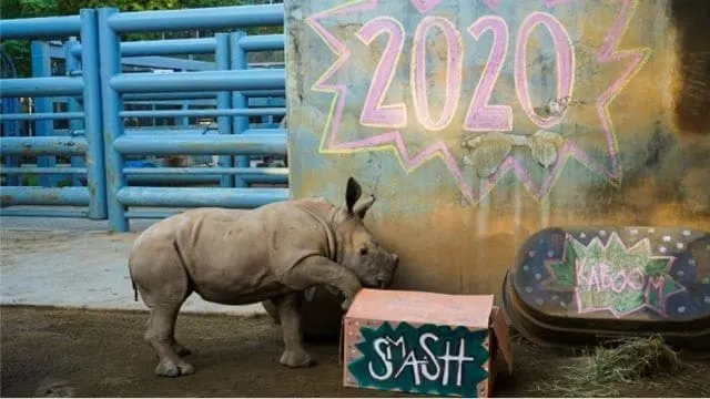Disney Releases a New Video of the Animals Bidding 2020 Adieu