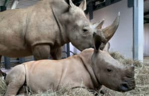 Baby Rhino's Name is Revealed at Disney's Animal Kingdom