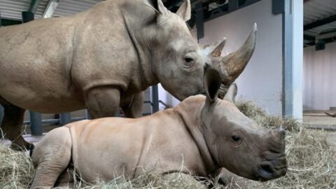 Baby Rhino’s Name is Revealed at Disney’s Animal Kingdom
